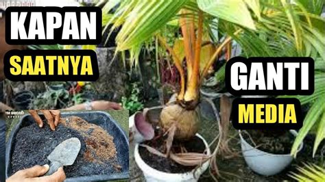 Kapan Saatnya Ganti Media Tanam Bonsai Kelapa When To Change The