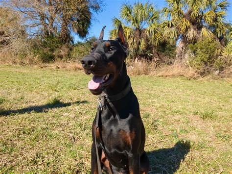 Pure Dobermanns Doberman Pinscher Puppies For Sale In Wildwood FL