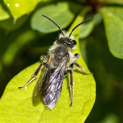 Mining Bees From Rockland County NY USA On May 8 2023 At 08 18 AM By