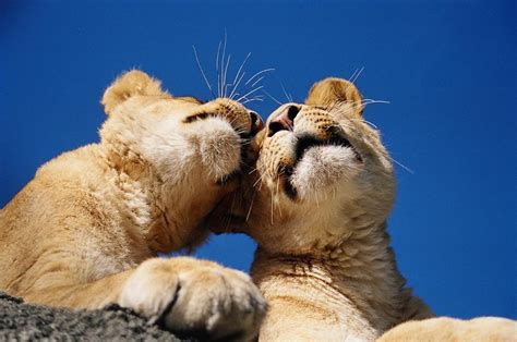 Lion Close Encounter - Wellington Zoo Trust Reservations