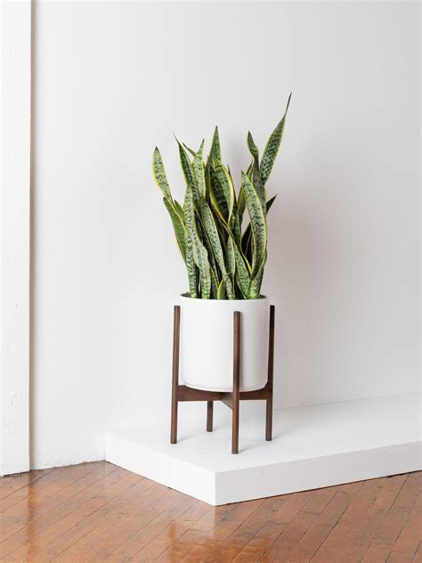 Snake Plant Laurentii With Mid Century Pot Large 2 ½ 3 Ft Tall