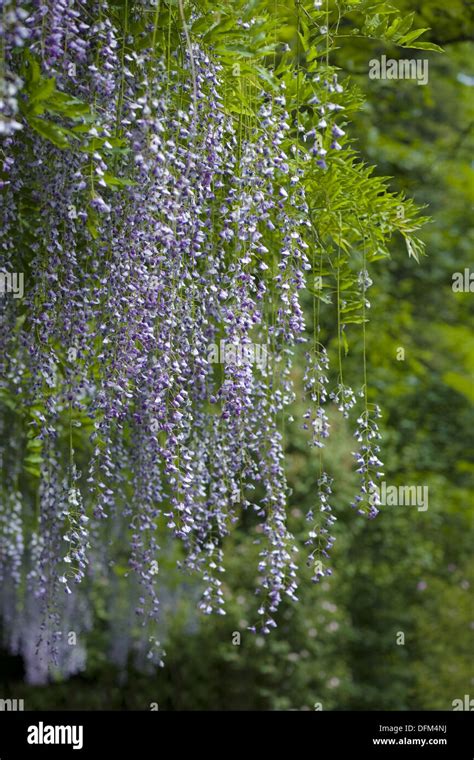 Wisteria Sinensis Hi Res Stock Photography And Images Alamy