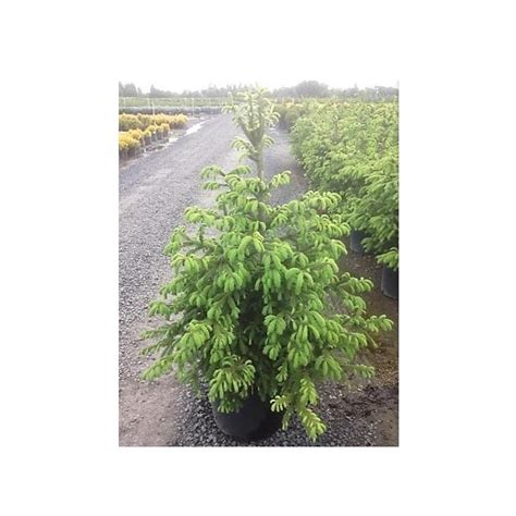 Norway Spruce 3 Gallon Rural King