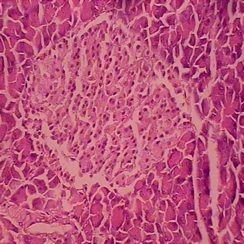 Photomicrograph Of Pancreas Of Control Rat Showing Normal Architecture