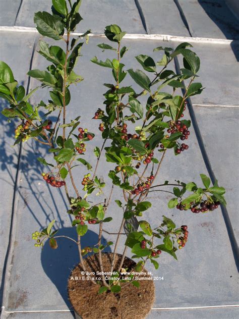 Ar Nia Ere Olist Viking Aronia Prunifolia Viking Z Hradn Ctvo Abies