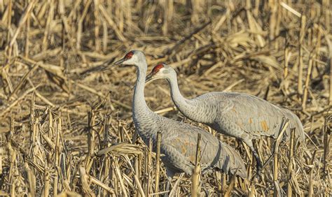 Sandhill Crane Great Bird Pics