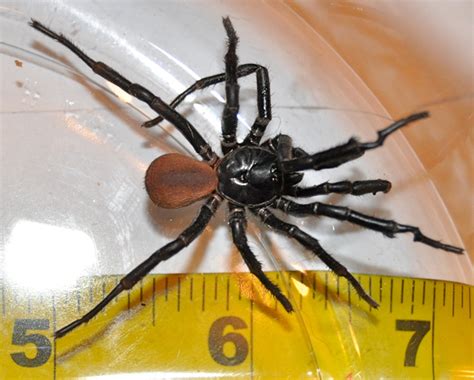 California Trapdoor Spider: Male Spiders emerge with the rain - What's ...