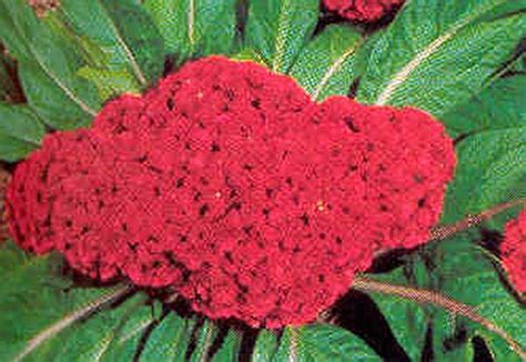 Celosia Chief Series Red Annual Seeds