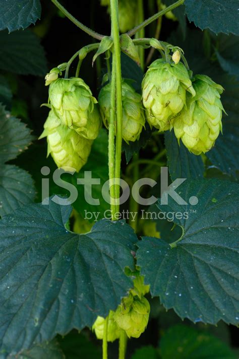 Close-Up Of Hops Growing On Plant Stock Photo | Royalty-Free | FreeImages