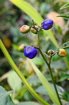 Free Images Fruit Berry Leaf Flower Food Herb Produce