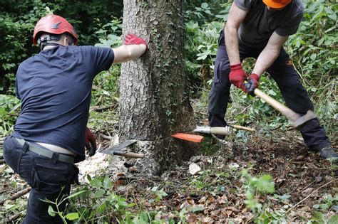 Teamgeist Beim Traditionellen Baumf Llen Hand Holzen De