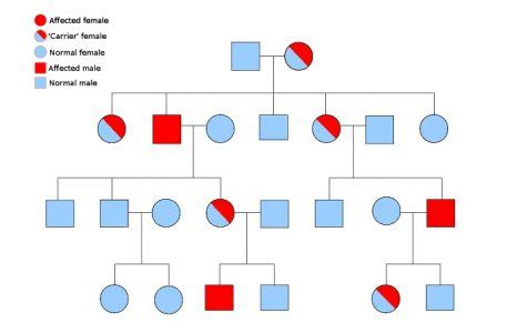 Pedigree Definition Function And Examples Biology Dictionary