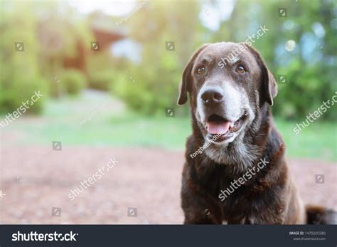 51129 Dog Staring Images Stock Photos And Vectors Shutterstock