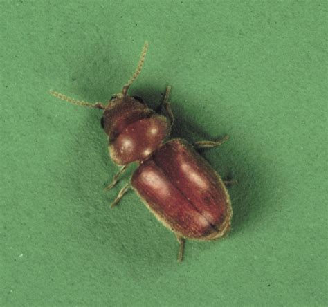 Cigarette Beetle Lasioderma Serricorne