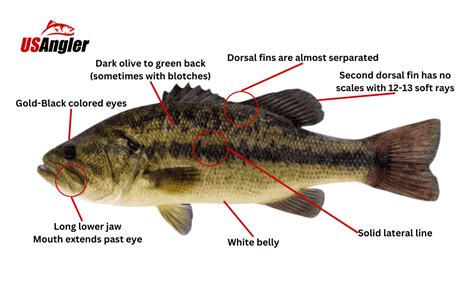 Largemouth Bass: Identification, Behavior Basics, and Best Lures and ...