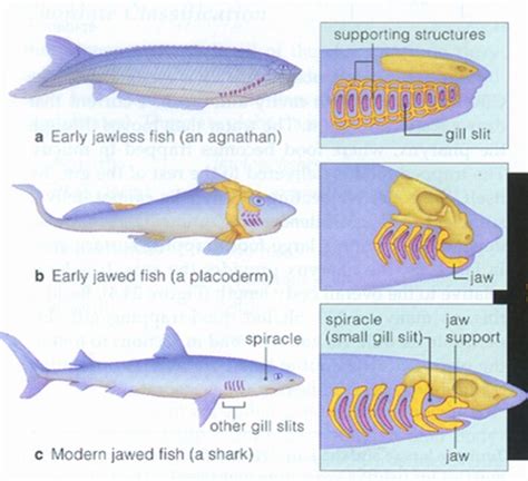 First Vertebrates Jawless Fish