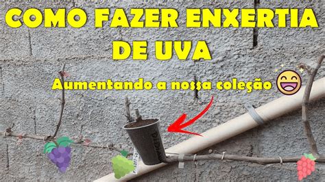 Como Fazer Enxertia Em Videiras Dicas E Passo A Passo Youtube