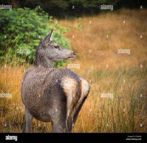 Alert Roe Deer Sodden By Heavy Rain Scottish Glen Scotland Stock