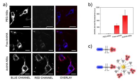 Representative Confocal Microscope Images Of Sh Sy Y Cells Transfected