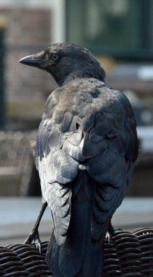 Black Crow Free Image Peakpx