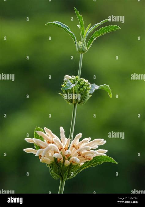 Lion S Ear Flower Africa Hi Res Stock Photography And Images Alamy