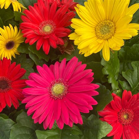 Gerbera Daisy | Fossil Creek Tree Farm