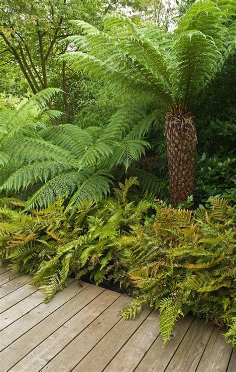 Tropical Garden Design Garden Landscape Design Tropical Landscaping