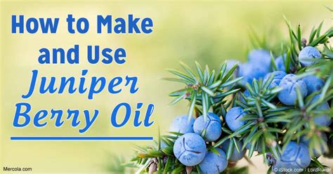 Herbal Oil Juniper Berry Oil Benefits And Uses