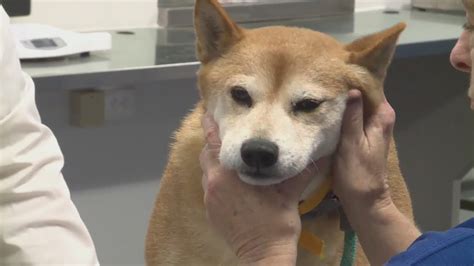 Starving Dead Dogs Found At Missouri Breeder Youtube