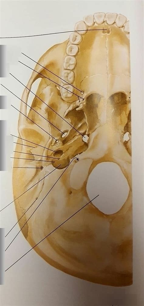 Foramina And Canals Of Cranial Base Inferior View Diagram Quizlet