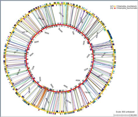 Bacterial Genome Comparison The Comparison Of Two Bacterial Genomes Download Scientific