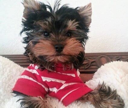 Yorkie Health Issues - Common Yorkie Health Problems - Yorkie Advice