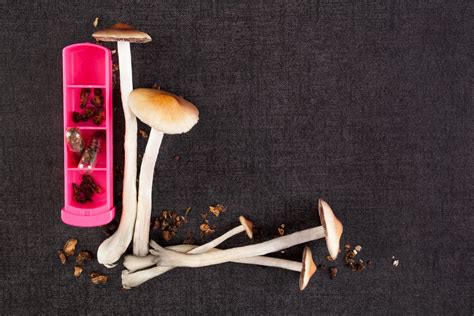 Denver Might Be First City To Decriminalize Magic Mushrooms Brobible