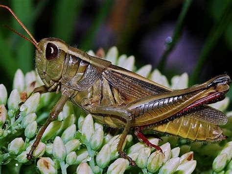 8 Bad Garden Bugs Harmful Insects And How To Get Rid Of Them