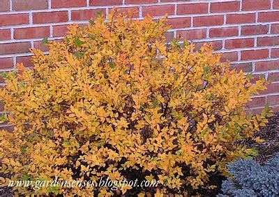 Garden Sense Fall Color Shrubs