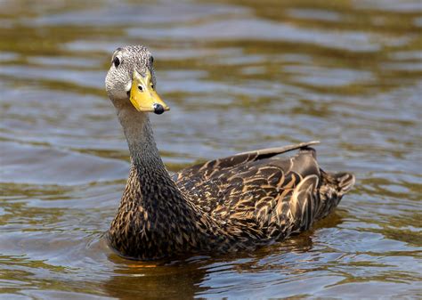 Most Commonly Hunted Migratory Birds In Georgia Stacker