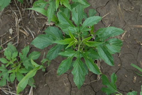 Status Of Herbicide Resistant Weeds In Nebraska Cropwatch University Of Nebraska Lincoln