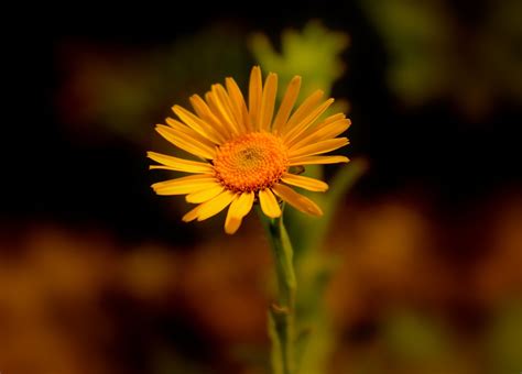 Bradz Blog: GRASS SUNFLOWER