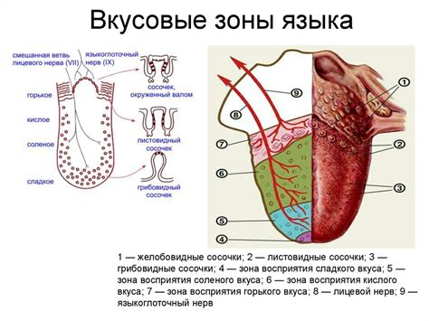 Обонятельный и вкусовой анализаторы - online presentation