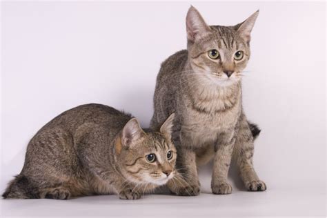 American Bobtail Shorthair Cat Breed