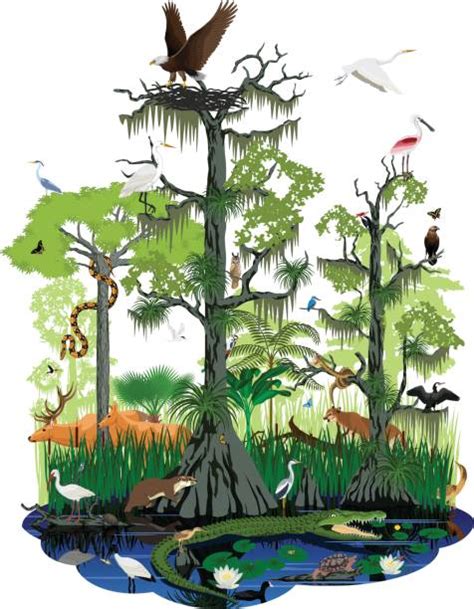 Everglades Birds stock vectors - iStock