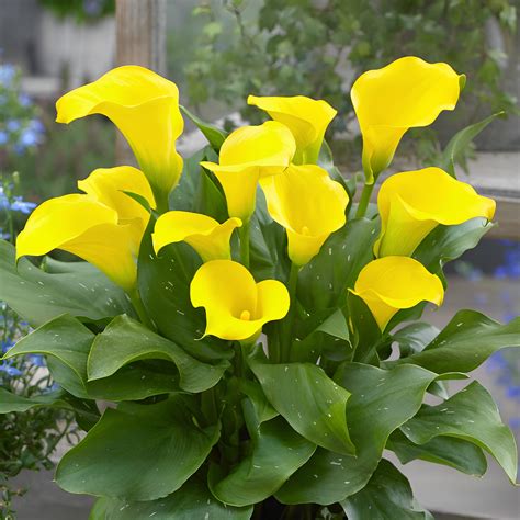 Calla Lily(Yellow) – Grace of God