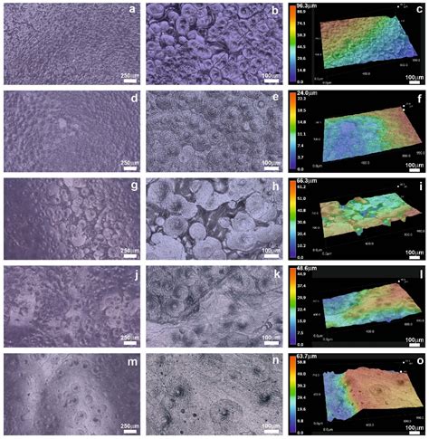 Figure From Optimizing Pcl Plga Scaffold Biocompatibility Using