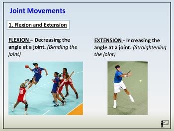 Anatomy Physiology Synovial Joints Movement By Robdav