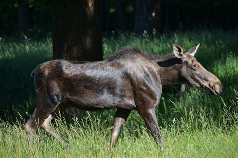 A Cow Moose | Smithsonian Photo Contest | Smithsonian Magazine