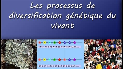 Cours Ts Les Processus De Diversification Génétique Du Vivant Youtube