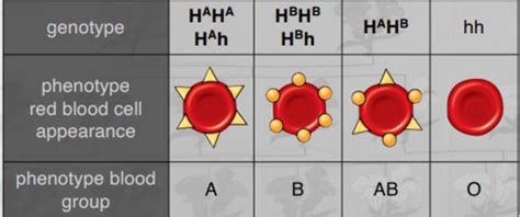 Week Genetics Sex And Reproduction And Sex Disease Mammalian Sex