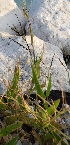 Thick Ditch Crowngrass Urochloa Adspersa · Inaturalist Canada