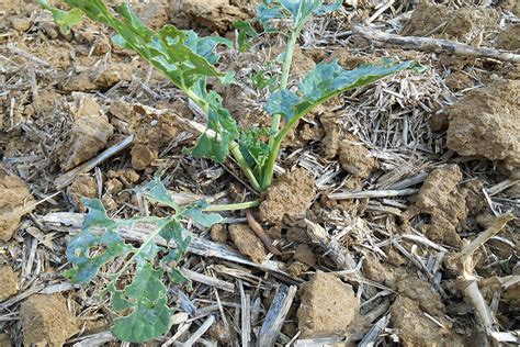 Anticipez Le Risque Limaces Bien Avant Vos Semis De Colza DE SANGOSSE