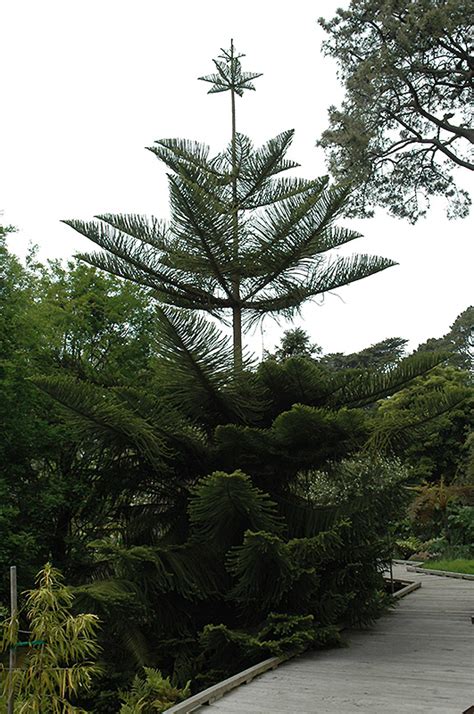 Norfolk Island Pine Araucaria Heterophylla In Denver Centennial